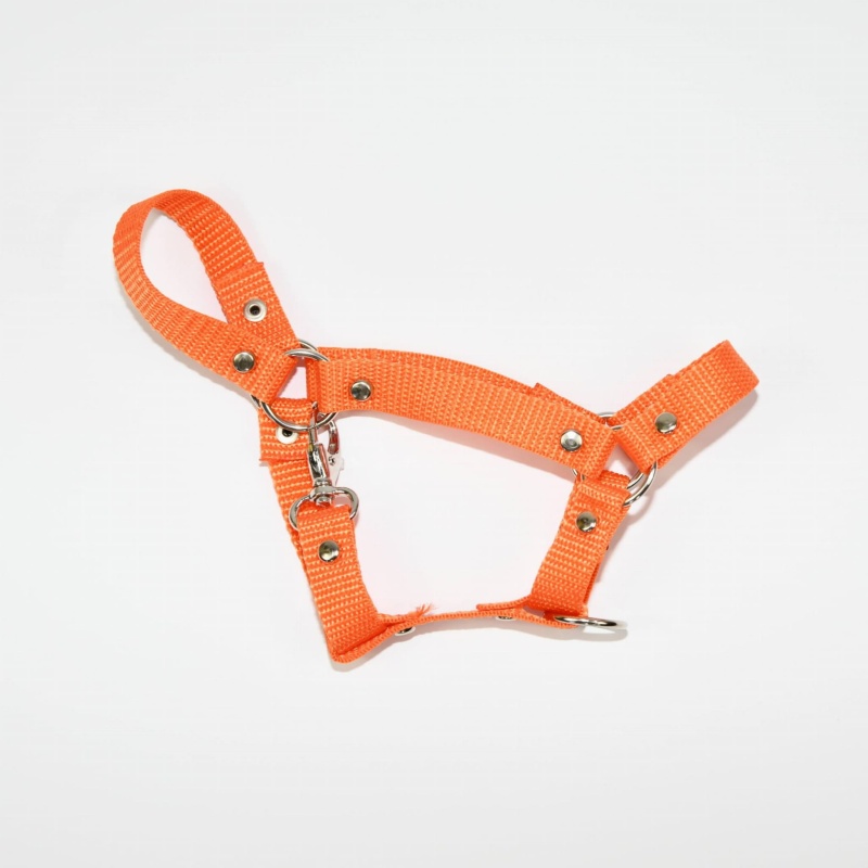 Kantar Hobby Horse Mały (A4)