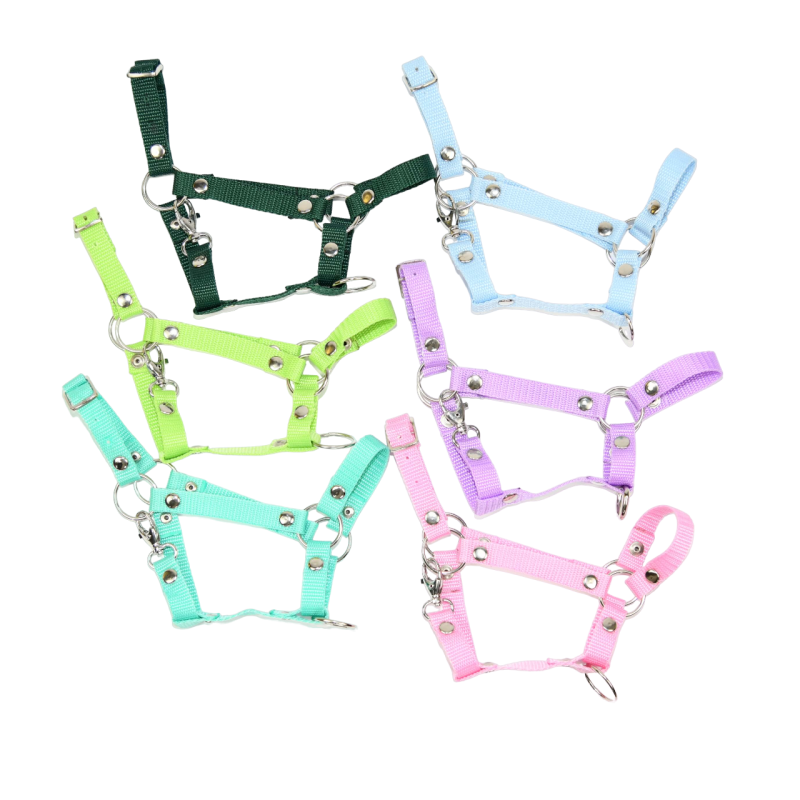 Kantar Hobby Horse SUMMER (A3)